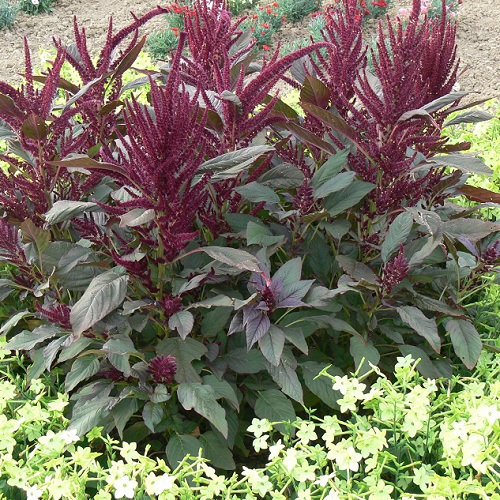 Amaranthus Foxtail Seeds